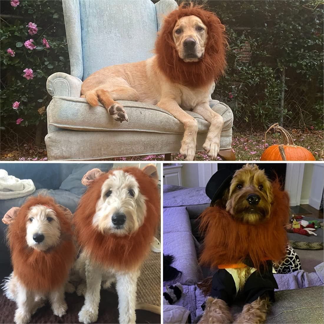 Let your dog ROAR this halloween.