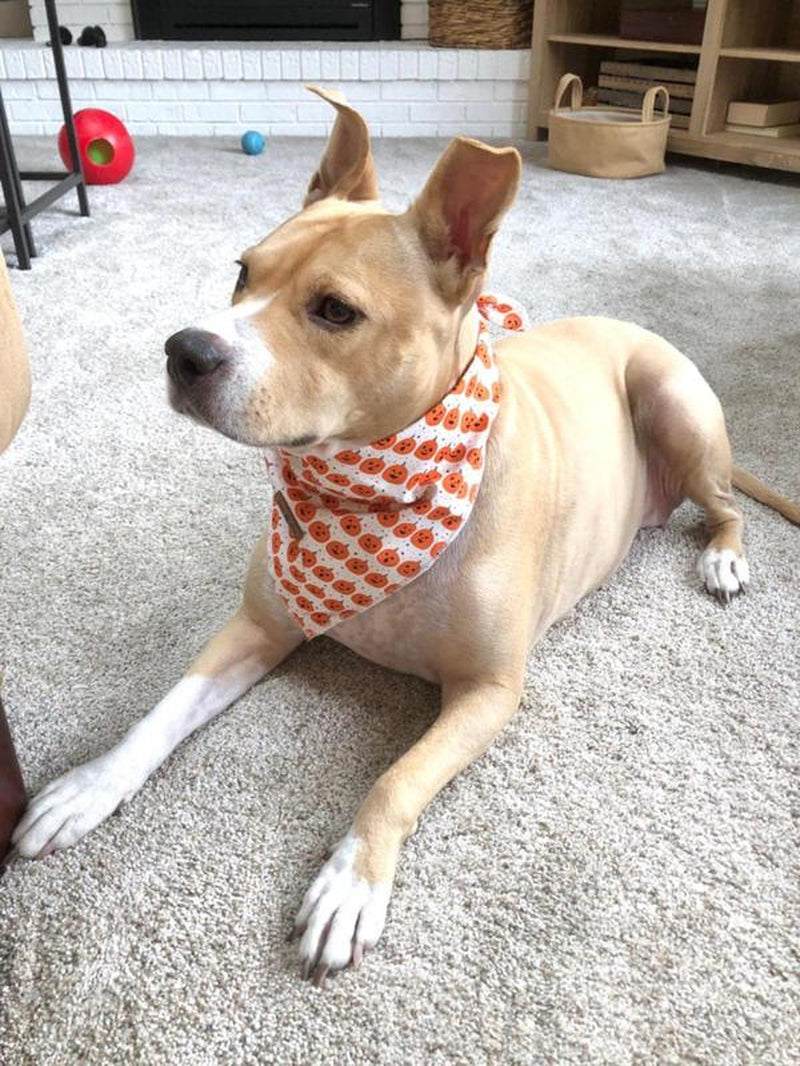 Lionet Paws Halloween Dog Bandana - Fashionable Soft Cotton Pumpkin Scarf for Small to Large Dogs