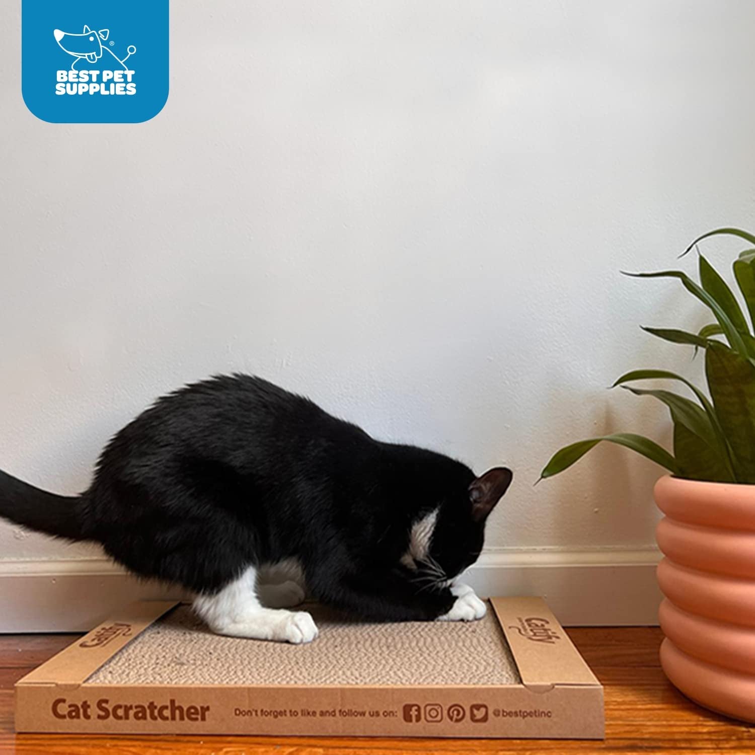 Paw-some Purr-fect Cat Scratchin' Party Pack - Triple Trouble Edition!