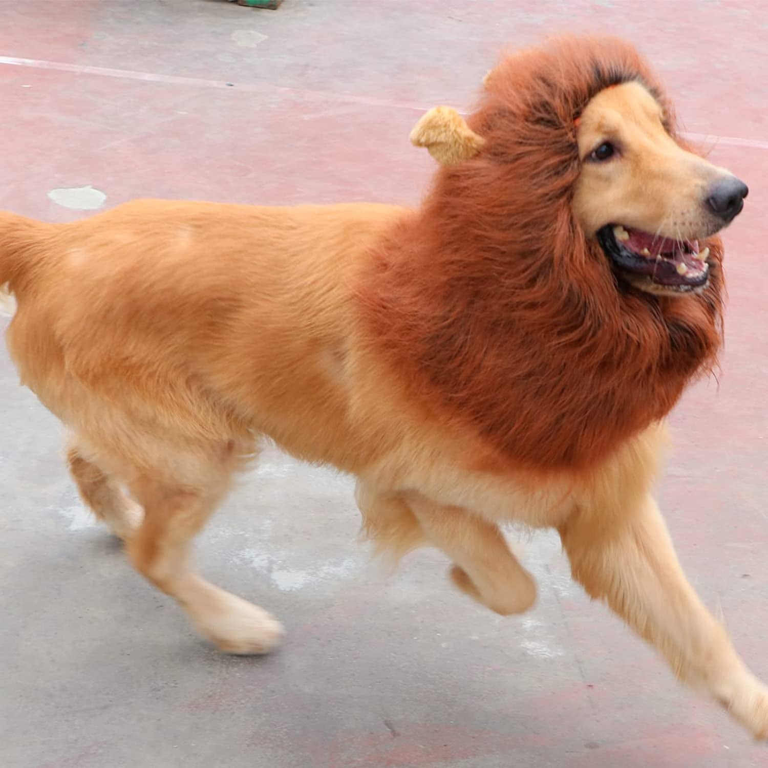 Let your dog ROAR this halloween.