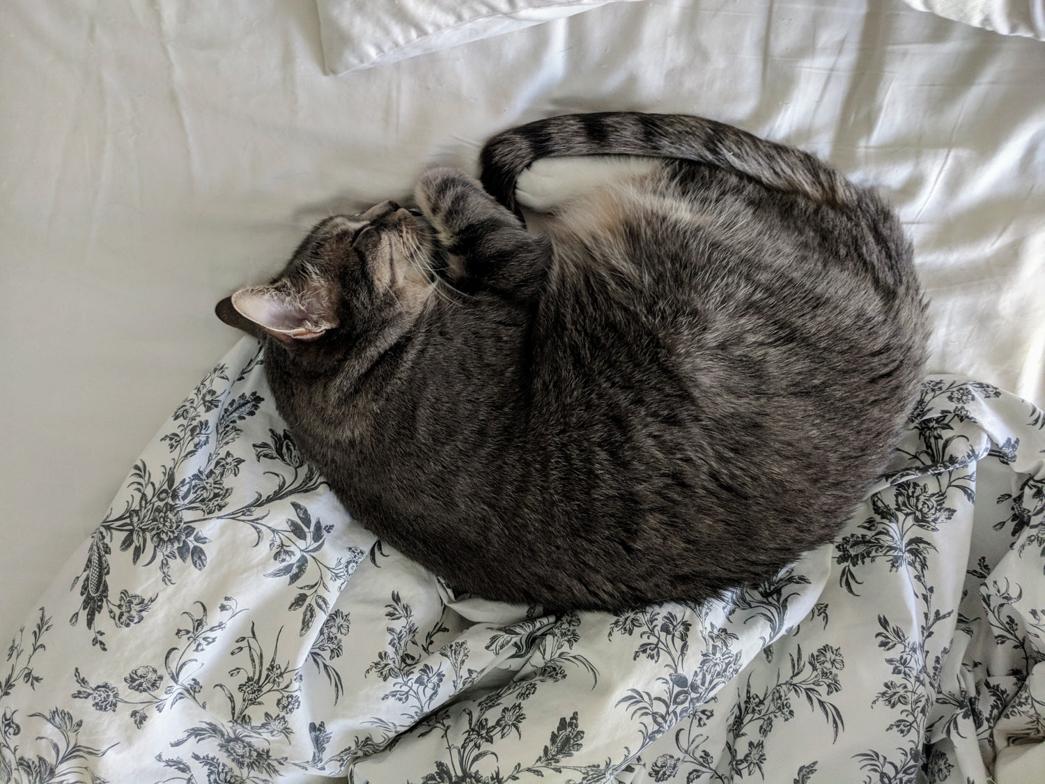 Cat Accessories