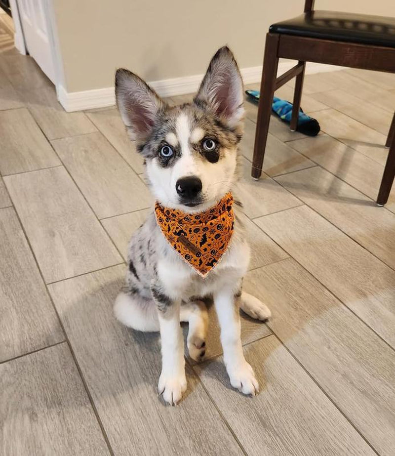 Lionet Paws Halloween Dog Bandana - Fashionable Soft Cotton Pumpkin Scarf for Small to Large Dogs